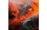 Виниловые пластинки Muse - Will Of The People (Red Vinyl) [LP]